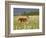 Captive Whitetail Deer Fawn Among Oxeye Daisies, Sandstone, Minnesota, USA-James Hager-Framed Photographic Print