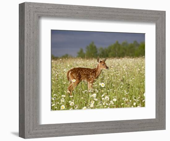 Captive Whitetail Deer Fawn Among Oxeye Daisies, Sandstone, Minnesota, USA-James Hager-Framed Photographic Print