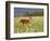 Captive Whitetail Deer Fawn Among Oxeye Daisies, Sandstone, Minnesota, USA-James Hager-Framed Photographic Print