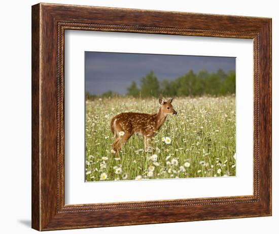 Captive Whitetail Deer Fawn Among Oxeye Daisies, Sandstone, Minnesota, USA-James Hager-Framed Photographic Print