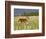 Captive Whitetail Deer Fawn Among Oxeye Daisies, Sandstone, Minnesota, USA-James Hager-Framed Photographic Print