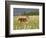 Captive Whitetail Deer Fawn Among Oxeye Daisies, Sandstone, Minnesota, USA-James Hager-Framed Photographic Print