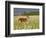 Captive Whitetail Deer Fawn Among Oxeye Daisies, Sandstone, Minnesota, USA-James Hager-Framed Photographic Print