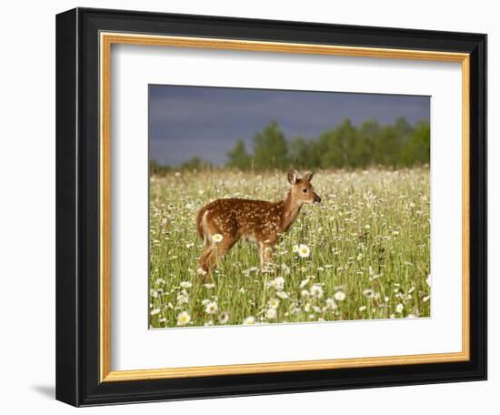 Captive Whitetail Deer Fawn Among Oxeye Daisies, Sandstone, Minnesota, USA-James Hager-Framed Photographic Print