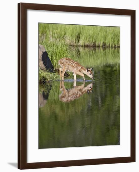 Captive Whitetail Deer Fawn and Reflection, Sandstone, Minnesota, USA-James Hager-Framed Photographic Print