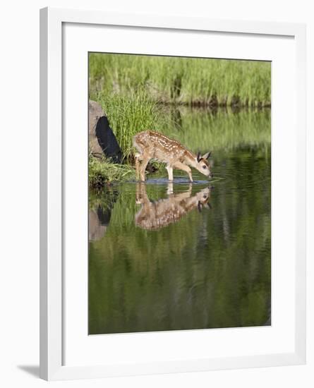 Captive Whitetail Deer Fawn and Reflection, Sandstone, Minnesota, USA-James Hager-Framed Photographic Print