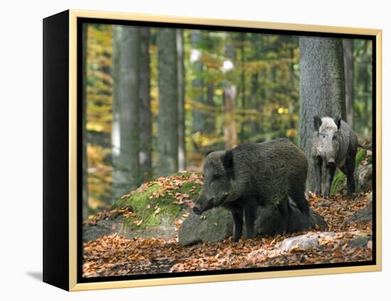 Captive Wild Boars in Autumn Beech Forest, Germany-Philippe Clement-Framed Premier Image Canvas