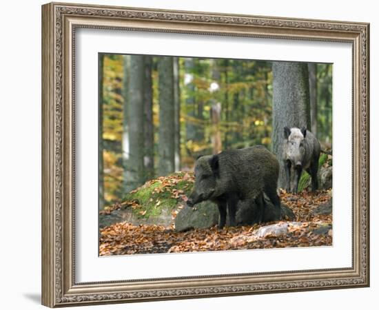 Captive Wild Boars in Autumn Beech Forest, Germany-Philippe Clement-Framed Photographic Print