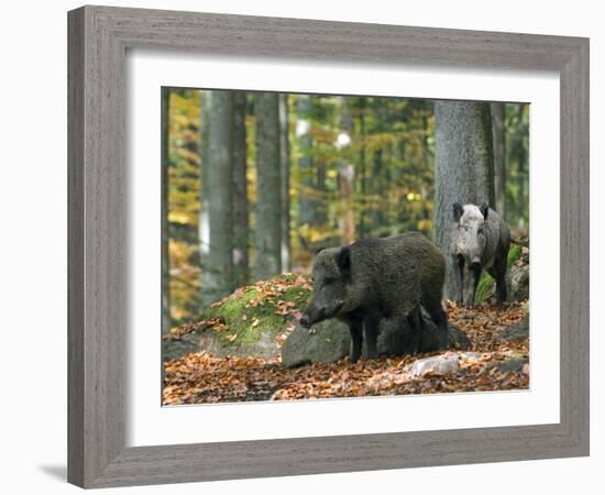 Captive Wild Boars in Autumn Beech Forest, Germany-Philippe Clement-Framed Photographic Print