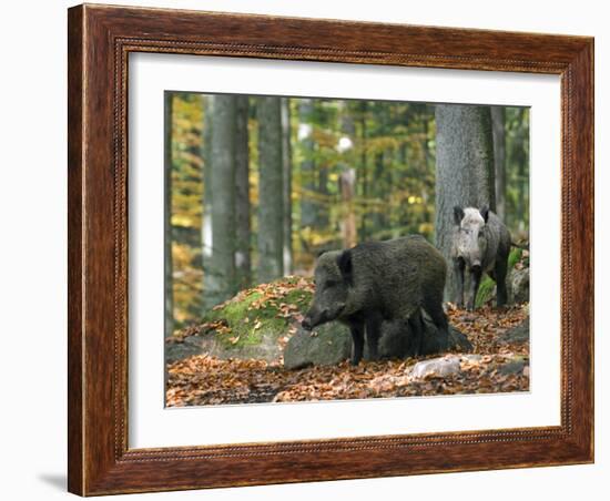 Captive Wild Boars in Autumn Beech Forest, Germany-Philippe Clement-Framed Photographic Print