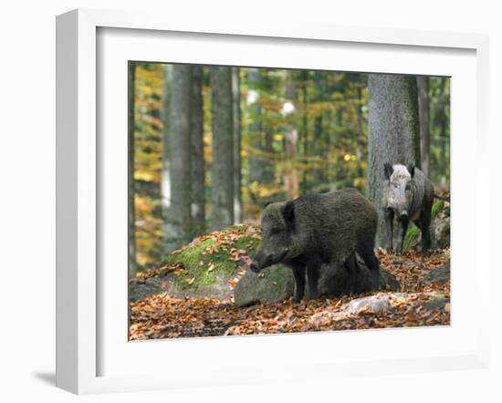 Captive Wild Boars in Autumn Beech Forest, Germany-Philippe Clement-Framed Photographic Print