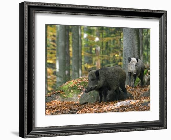 Captive Wild Boars in Autumn Beech Forest, Germany-Philippe Clement-Framed Photographic Print