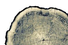 Blue X-Ray Image of a Tree Trunk with Large Rings and Texture. Cross Section of Old Piece of Wood W-captureandcompose-Mounted Photographic Print