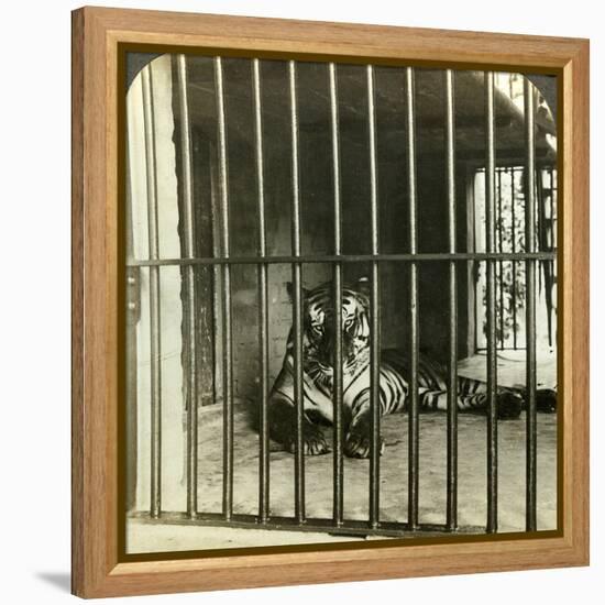 Captured Man-Eating Tiger Blamed for 200 Deaths, Calcutta, India, C1903-Underwood & Underwood-Framed Premier Image Canvas