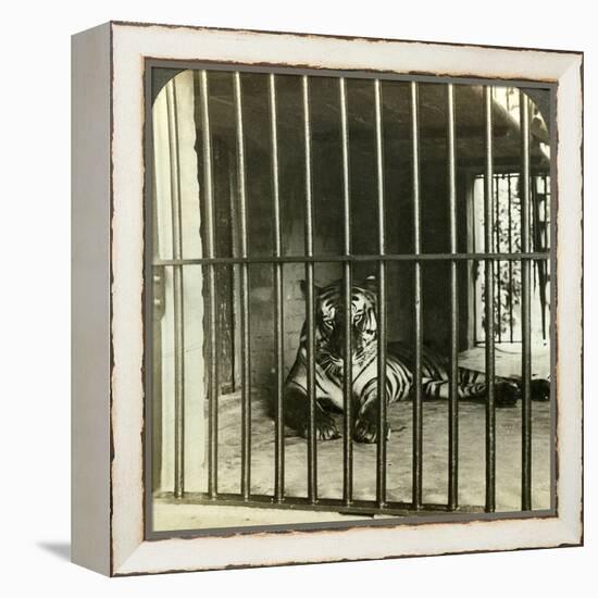 Captured Man-Eating Tiger Blamed for 200 Deaths, Calcutta, India, C1903-Underwood & Underwood-Framed Premier Image Canvas