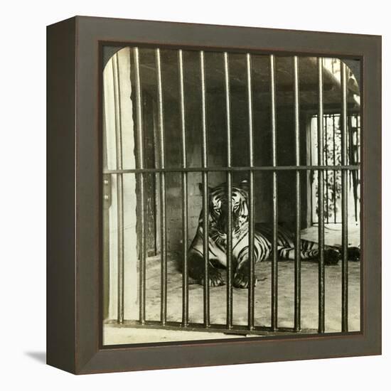 Captured Man-Eating Tiger Blamed for 200 Deaths, Calcutta, India, C1903-Underwood & Underwood-Framed Premier Image Canvas