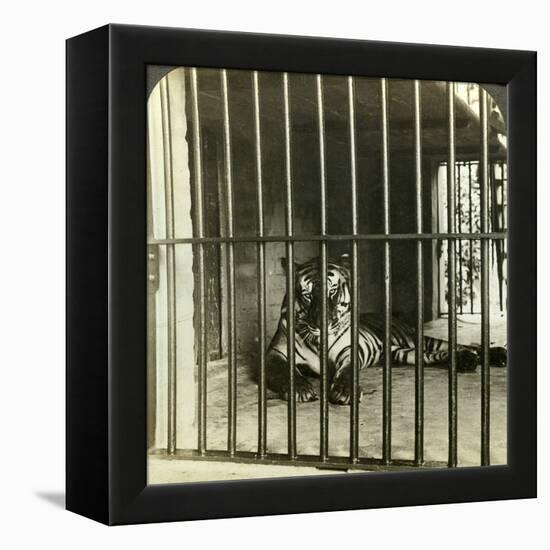 Captured Man-Eating Tiger Blamed for 200 Deaths, Calcutta, India, C1903-Underwood & Underwood-Framed Premier Image Canvas