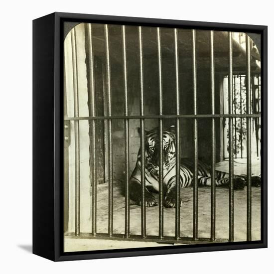 Captured Man-Eating Tiger Blamed for 200 Deaths, Calcutta, India, C1903-Underwood & Underwood-Framed Premier Image Canvas