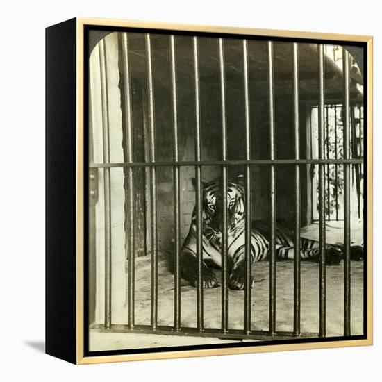 Captured Man-Eating Tiger Blamed for 200 Deaths, Calcutta, India, C1903-Underwood & Underwood-Framed Premier Image Canvas