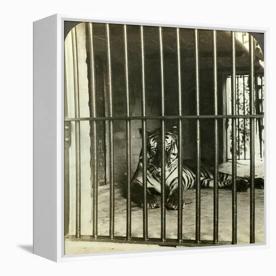 Captured Man-Eating Tiger Blamed for 200 Deaths, Calcutta, India, C1903-Underwood & Underwood-Framed Premier Image Canvas