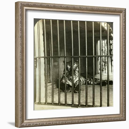 Captured Man-Eating Tiger Blamed for 200 Deaths, Calcutta, India, C1903-Underwood & Underwood-Framed Photographic Print