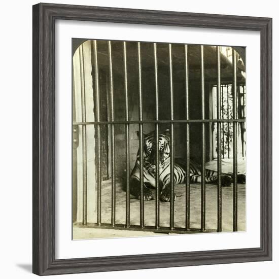 Captured Man-Eating Tiger Blamed for 200 Deaths, Calcutta, India, C1903-Underwood & Underwood-Framed Photographic Print