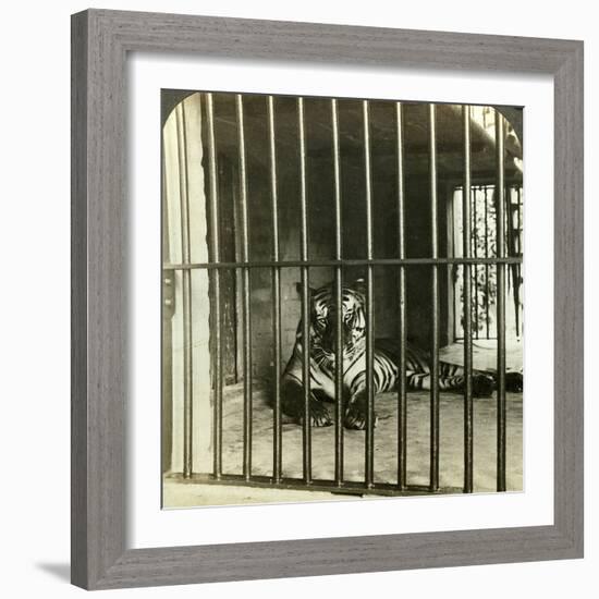 Captured Man-Eating Tiger Blamed for 200 Deaths, Calcutta, India, C1903-Underwood & Underwood-Framed Photographic Print