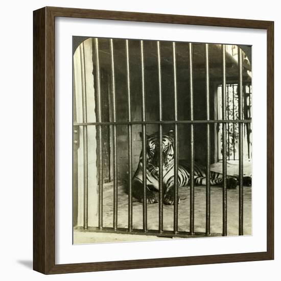 Captured Man-Eating Tiger Blamed for 200 Deaths, Calcutta, India, C1903-Underwood & Underwood-Framed Photographic Print