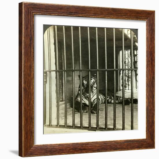 Captured Man-Eating Tiger Blamed for 200 Deaths, Calcutta, India, C1903-Underwood & Underwood-Framed Photographic Print