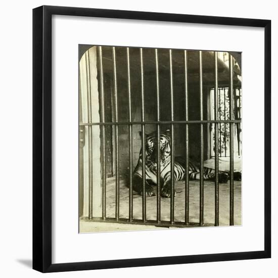 Captured Man-Eating Tiger Blamed for 200 Deaths, Calcutta, India, C1903-Underwood & Underwood-Framed Photographic Print