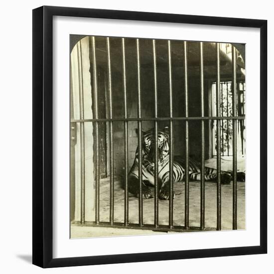 Captured Man-Eating Tiger Blamed for 200 Deaths, Calcutta, India, C1903-Underwood & Underwood-Framed Photographic Print
