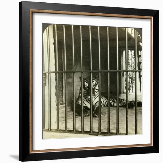 Captured Man-Eating Tiger Blamed for 200 Deaths, Calcutta, India, C1903-Underwood & Underwood-Framed Photographic Print