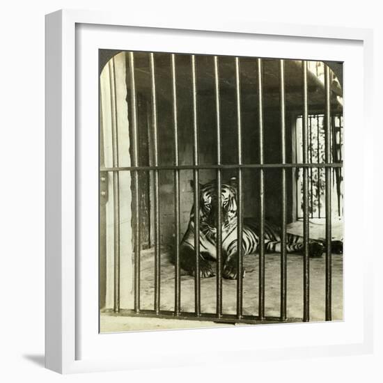 Captured Man-Eating Tiger Blamed for 200 Deaths, Calcutta, India, C1903-Underwood & Underwood-Framed Photographic Print