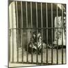 Captured Man-Eating Tiger Blamed for 200 Deaths, Calcutta, India, C1903-Underwood & Underwood-Mounted Photographic Print