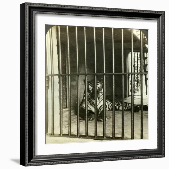 Captured Man-Eating Tiger Blamed for 200 Deaths, Calcutta, India, C1903-Underwood & Underwood-Framed Photographic Print