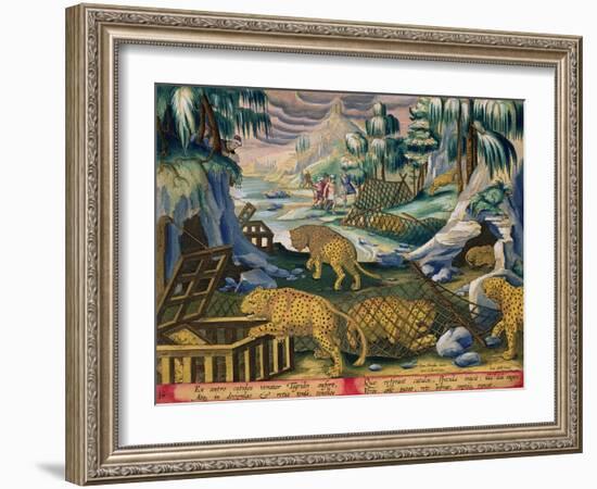 Capturing Leopards, Plate 15 from Venationes Ferarum, Avium, Piscium-Jan van der Straet-Framed Giclee Print