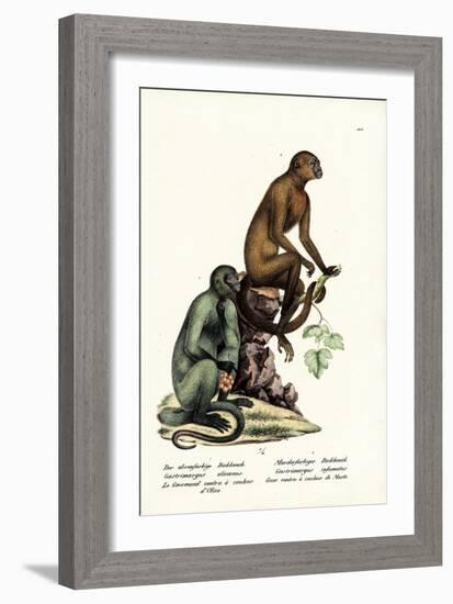 Capuchin, 1824-Karl Joseph Brodtmann-Framed Giclee Print