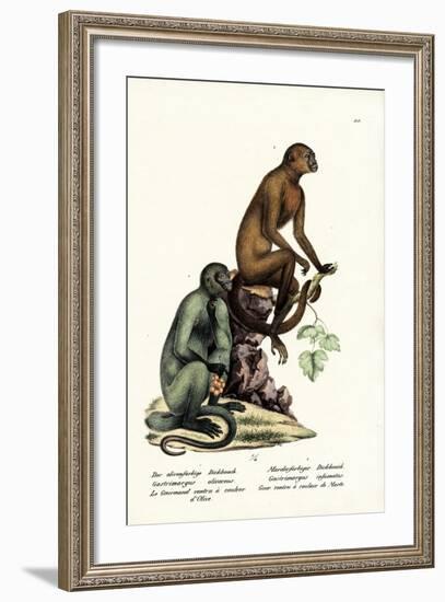 Capuchin, 1824-Karl Joseph Brodtmann-Framed Giclee Print