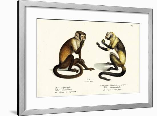 Capuchin Monkey, 1824-Karl Joseph Brodtmann-Framed Giclee Print