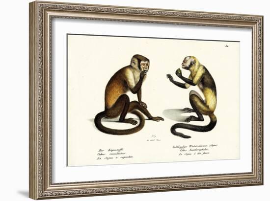 Capuchin Monkey, 1824-Karl Joseph Brodtmann-Framed Giclee Print