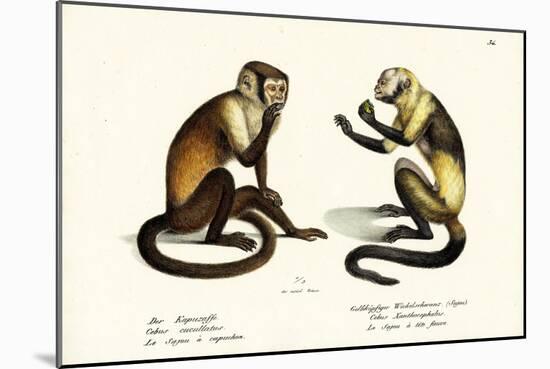 Capuchin Monkey, 1824-Karl Joseph Brodtmann-Mounted Giclee Print