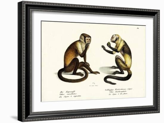 Capuchin Monkey, 1824-Karl Joseph Brodtmann-Framed Giclee Print