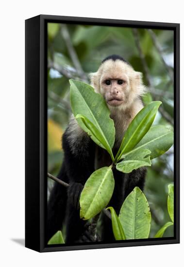 Capuchin Monkey I-Larry Malvin-Framed Premier Image Canvas