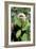 Capuchin Monkey I-Larry Malvin-Framed Photographic Print