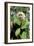 Capuchin Monkey I-Larry Malvin-Framed Photographic Print