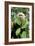 Capuchin Monkey I-Larry Malvin-Framed Photographic Print