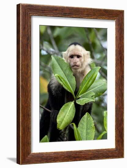 Capuchin Monkey I-Larry Malvin-Framed Photographic Print