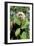 Capuchin Monkey I-Larry Malvin-Framed Photographic Print