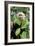 Capuchin Monkey I-Larry Malvin-Framed Photographic Print