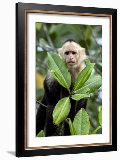 Capuchin Monkey I-Larry Malvin-Framed Photographic Print